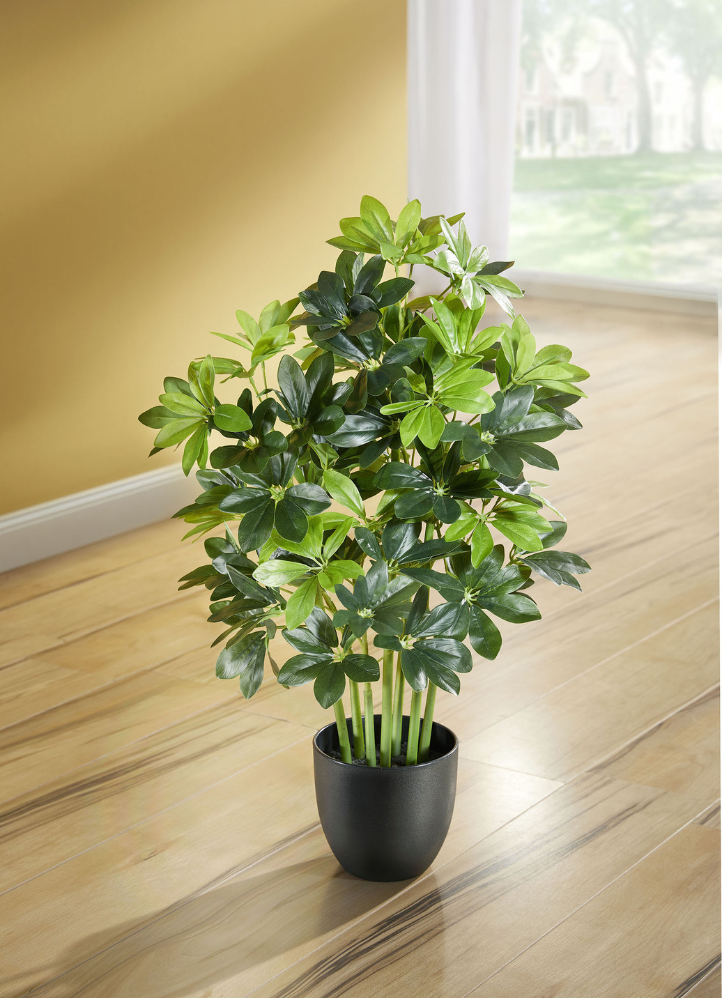 Schefflera im Kunststofftopf