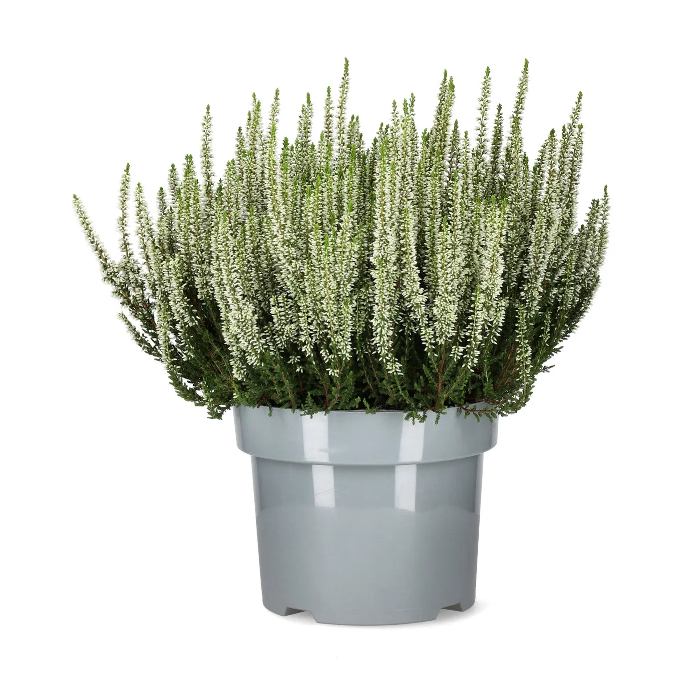 Calluna vulgaris Røsslyng Ø23 cm