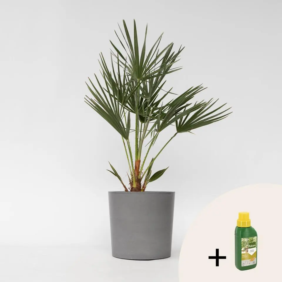 Dwergpalm - Chamaerops humilis - Hoogte 70-80cm - ⌀21cm