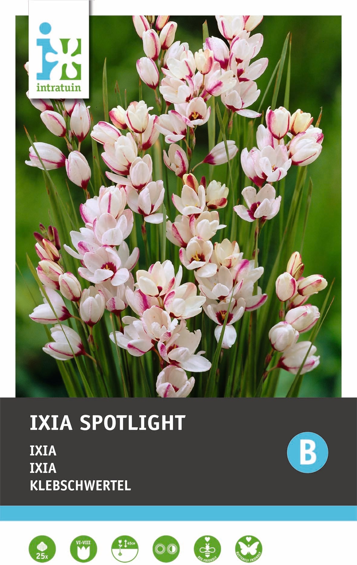 Intratuin bloembol Ixia (Ixia 'Spotlight') 25 stuks