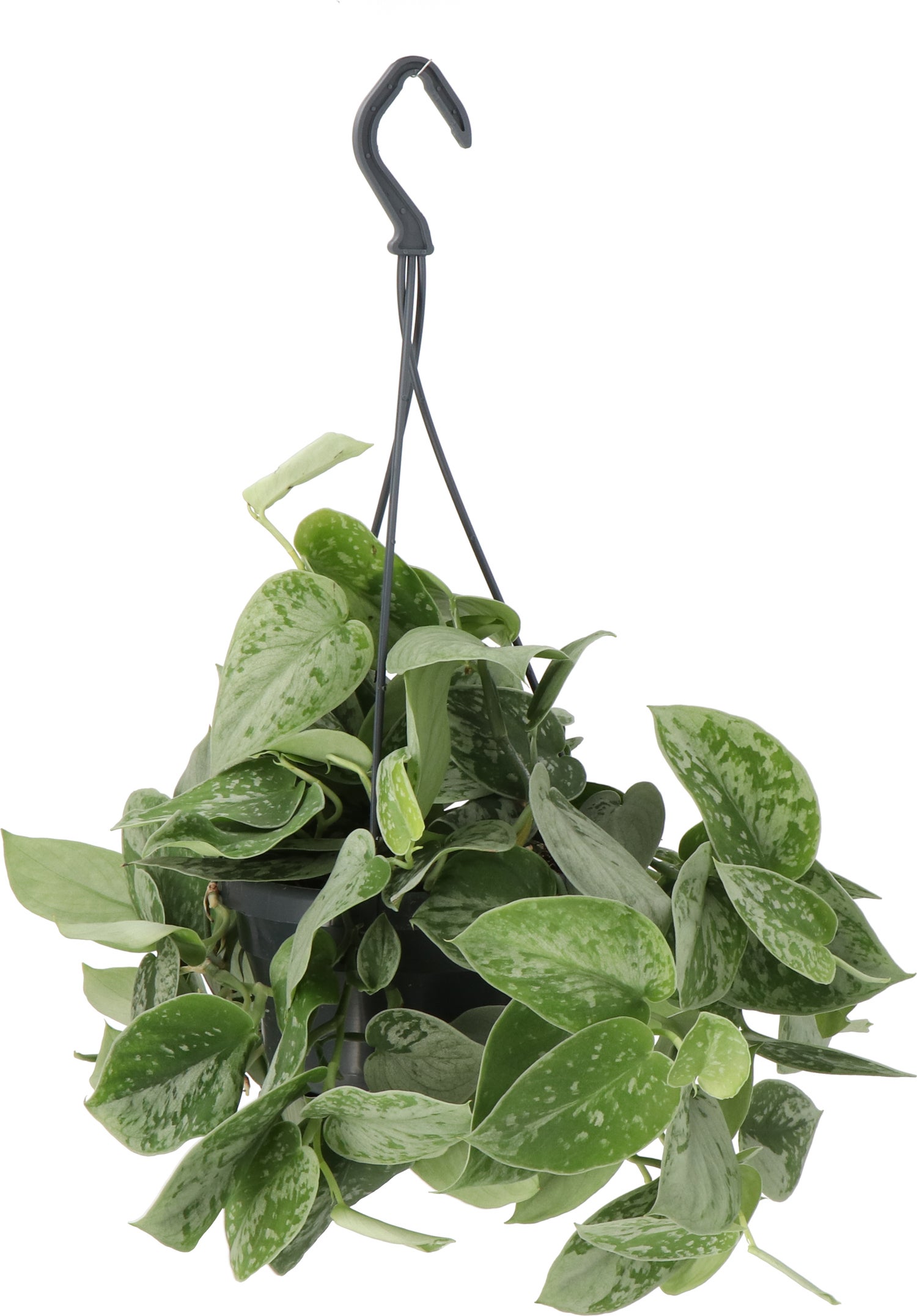 Scindapsus in hangpot (Scindapsus pictus) D 15 H 45 cm