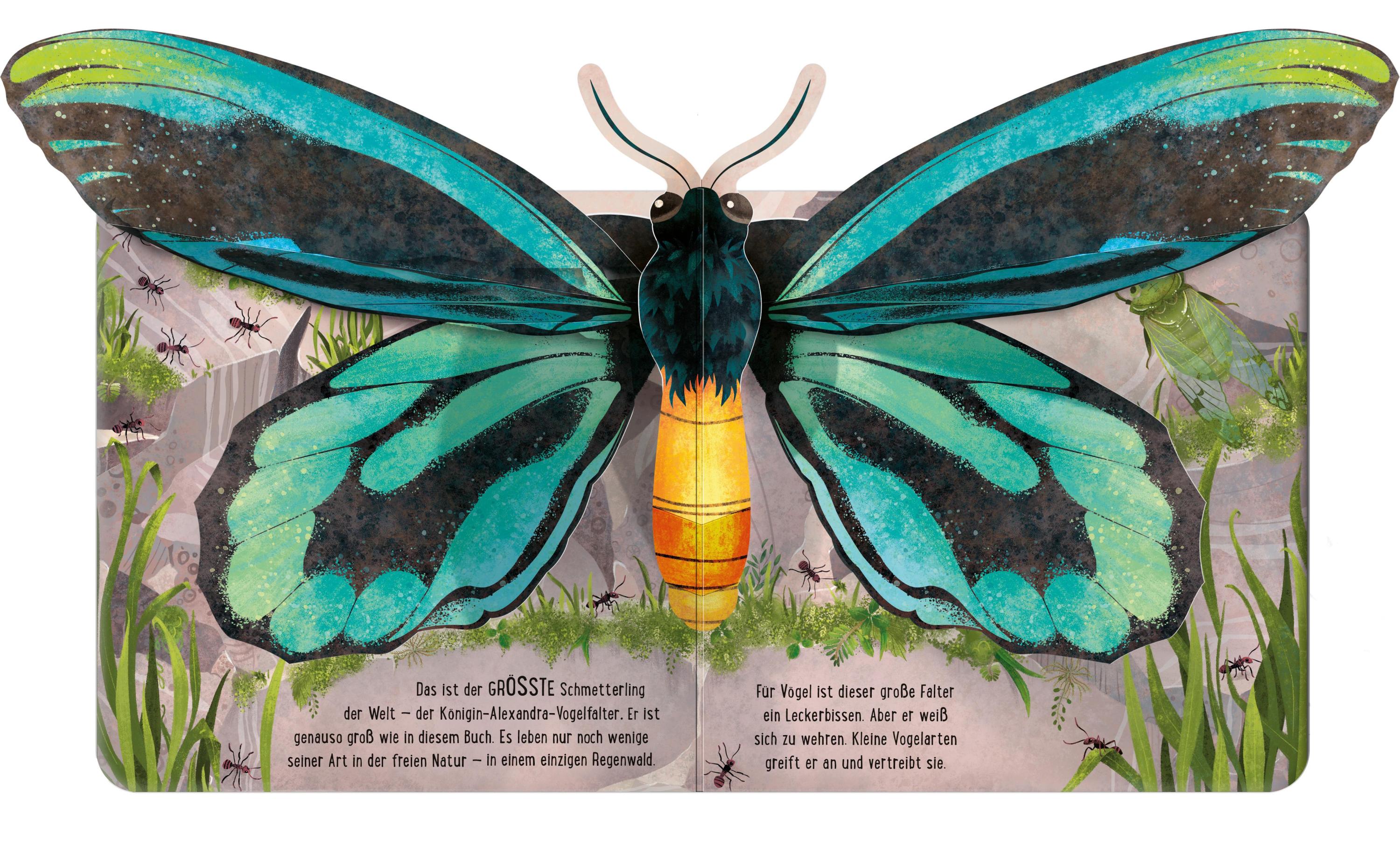 Schmetterlinge / Mein erstes Pop-up-Buch Bd.5