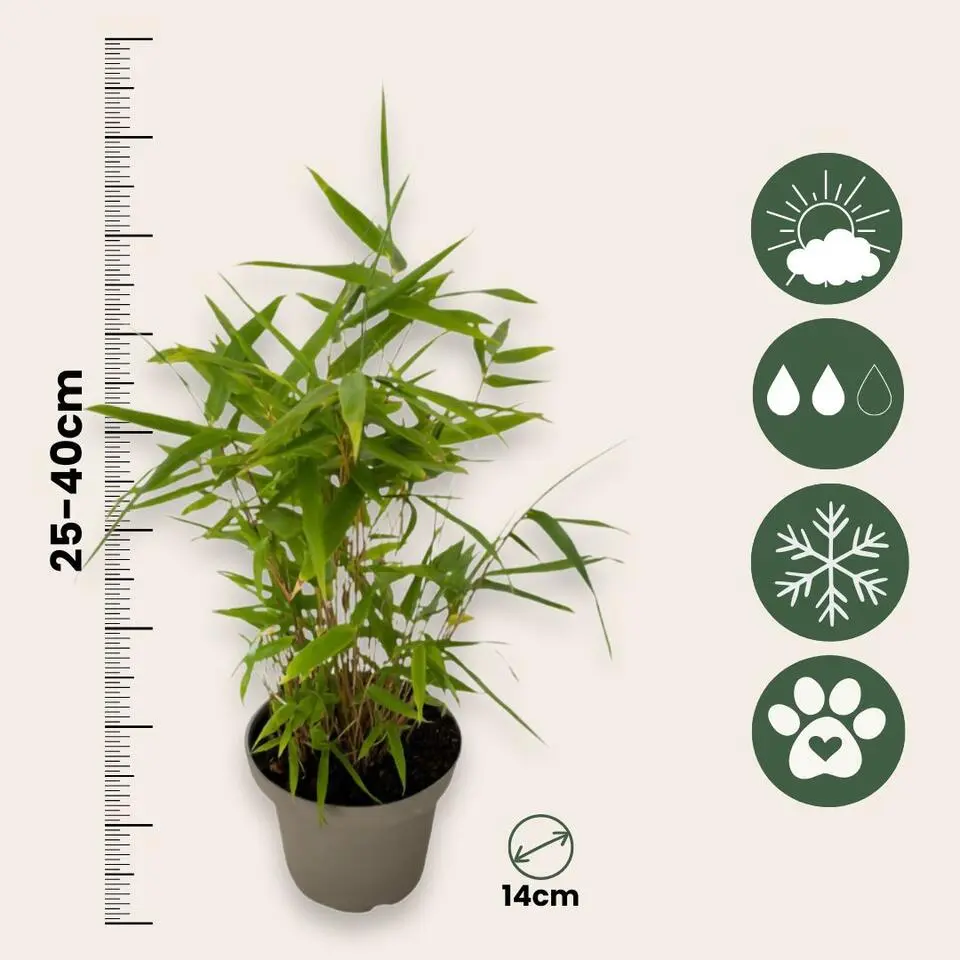 Bamboe - Set van 3 - Fargesia nitida 'Black Dragon' - Hoogte 25-40cm - ⌀14cm