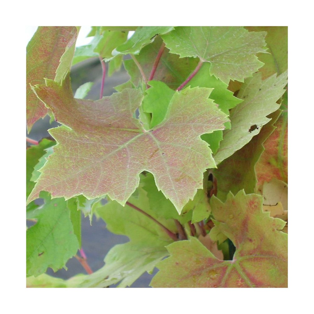 Vigne d'ornement brandt/vitis brandt[-]godet - 5/20 cm
