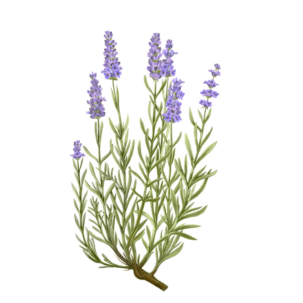 CARRIÈRE FRÈRES Lavande - Lavandula Angustifolia Bougie Parfumée