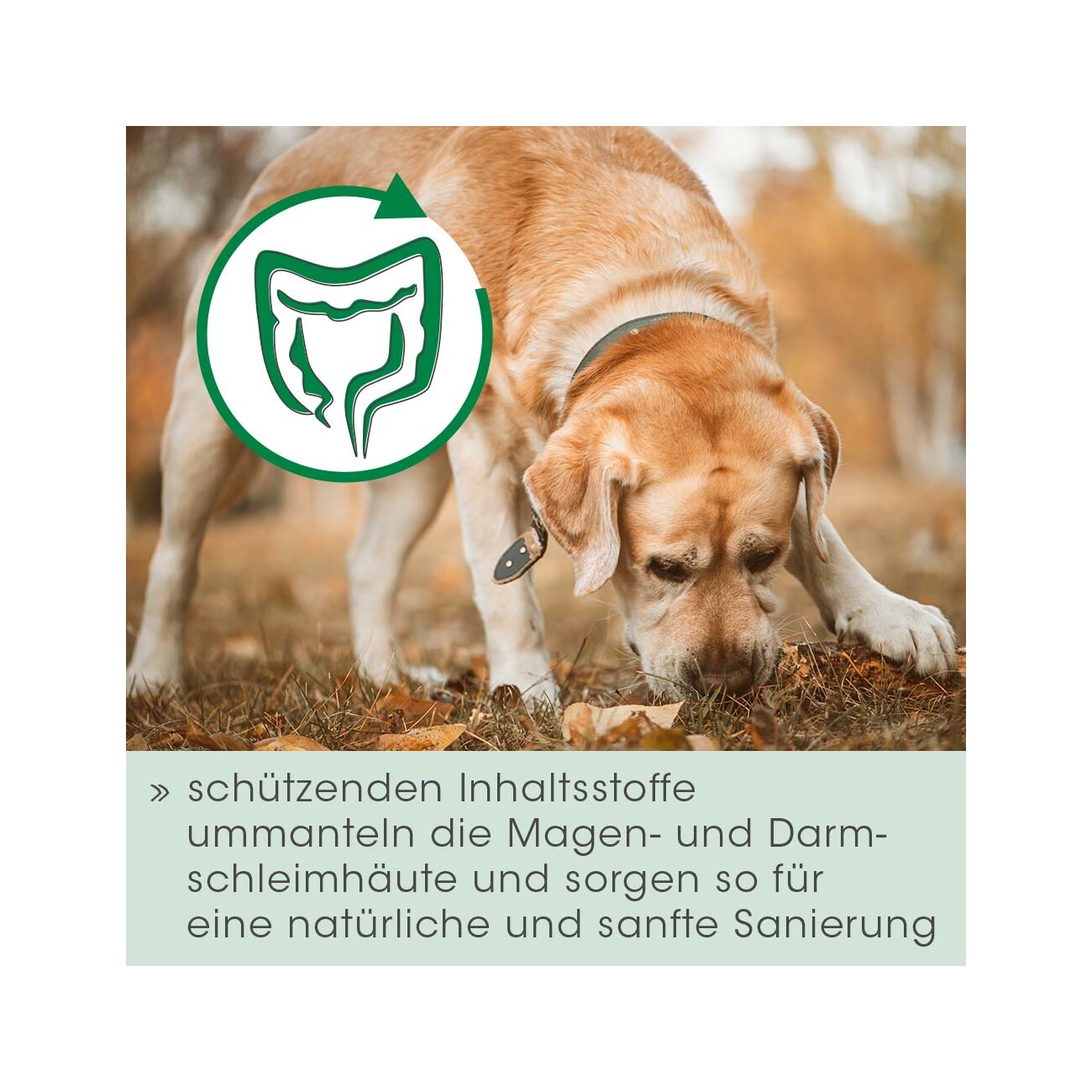cdVet Magenschutz 100 g