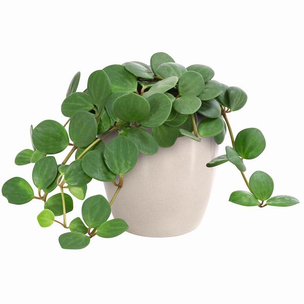 Peperomie - Peperomia pecunifolia