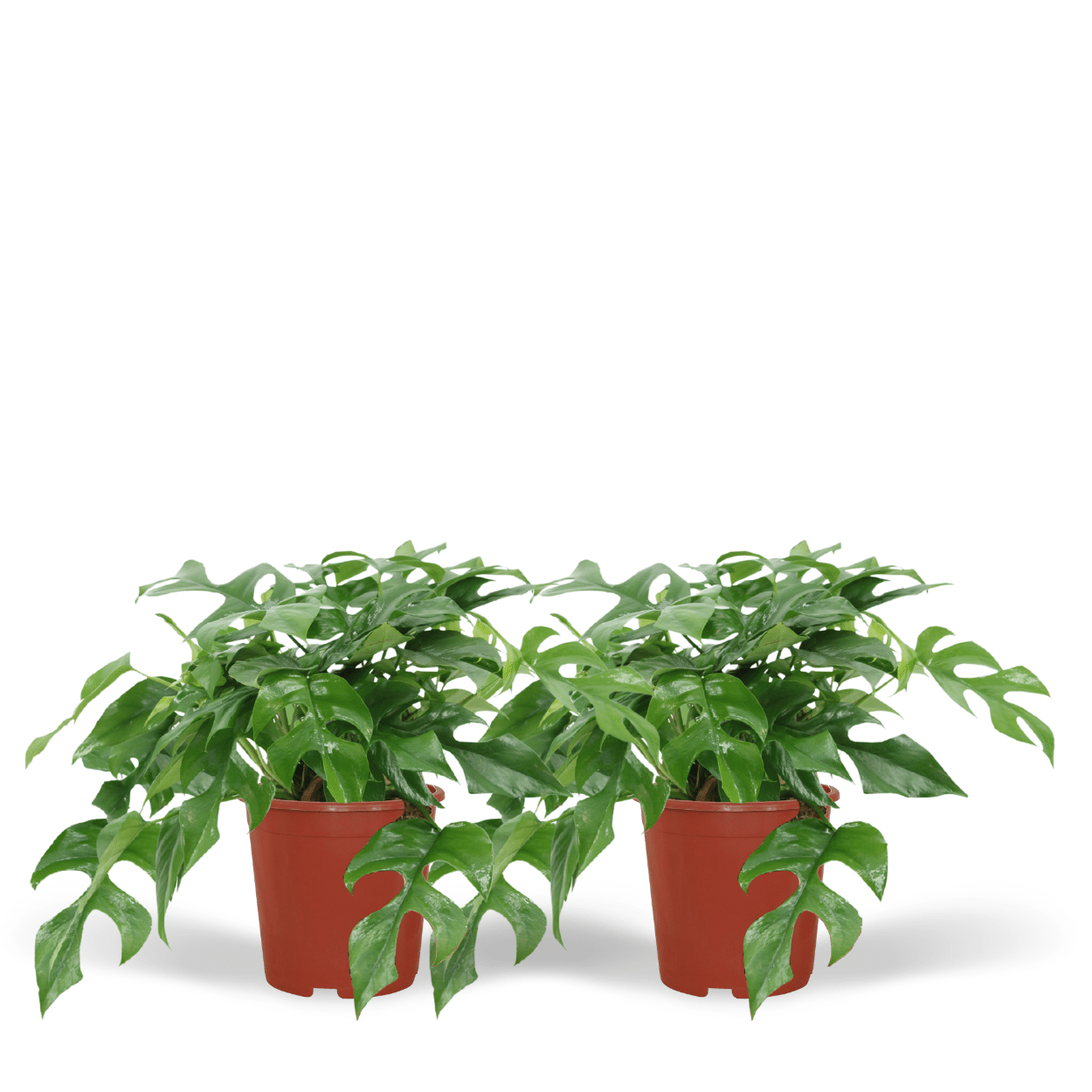 Plante d'intérieur - monstera minima - lot de 2 25cm
