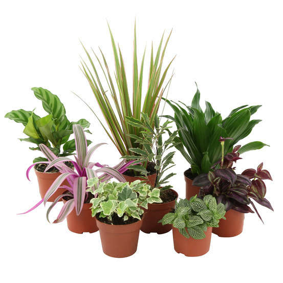 Plantes vertes : pot d.8cm - Variétés variables