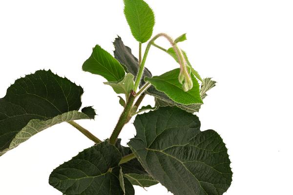 Kiwi 'Solo'