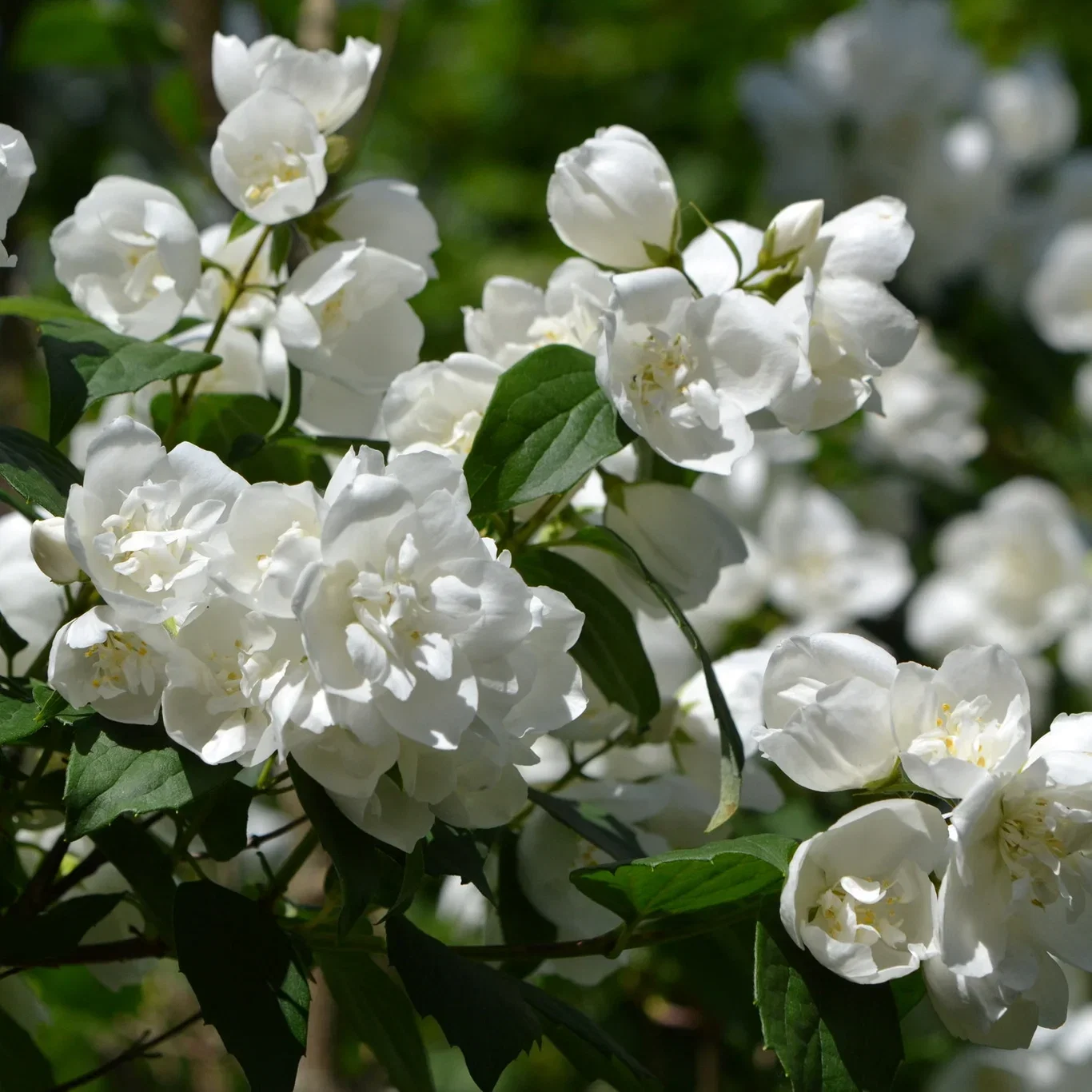 Philadelphus (Lemoinei-Gruppen) 'Mont Blanc' Hageskjærsmin 'Mont Blanc' Ø22 cm