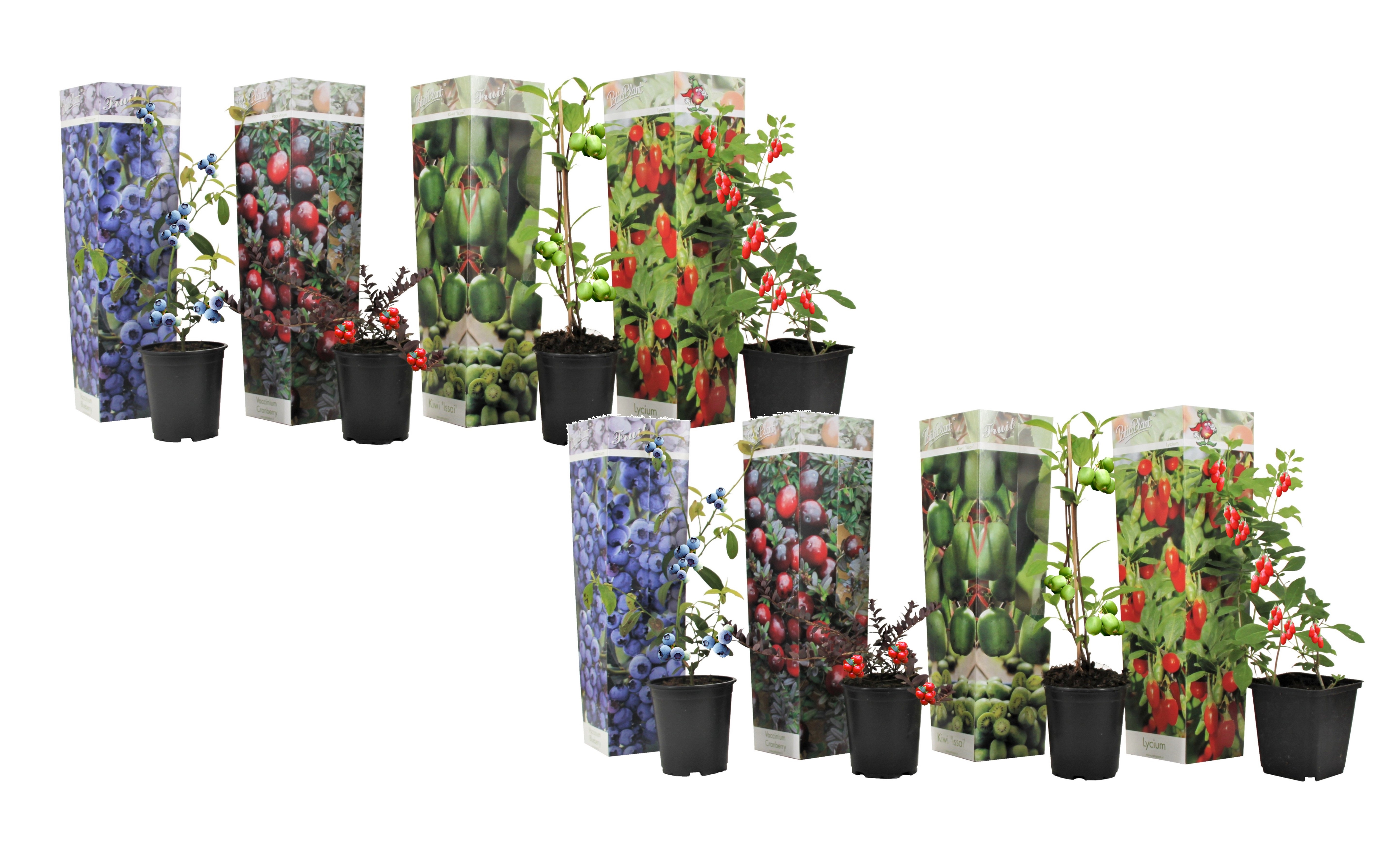 Smoothie - mélange de 8 - goji,cranberry,berry, kiwi - pot 9cm - hauteur 25-40cm