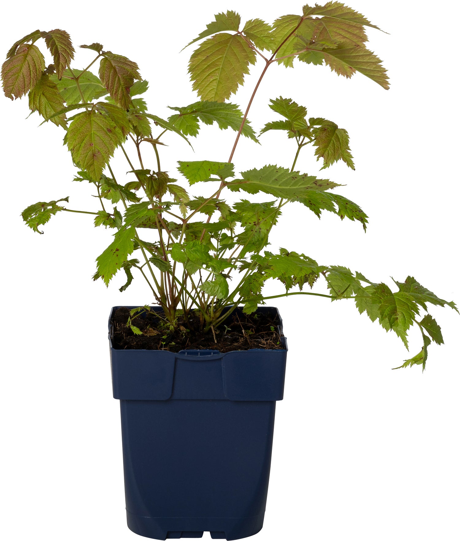 Geitenbaard (Aruncus Dioicus) D 11 H 20 cm