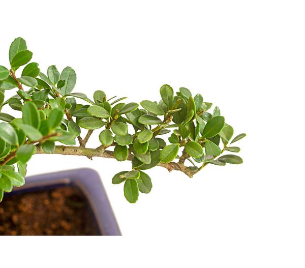 Outdoor-Bonsai Japanische Stechpalme - Ilex