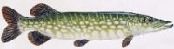 Pike Décal Brochet environ 4.5 cm * 1.5 cm