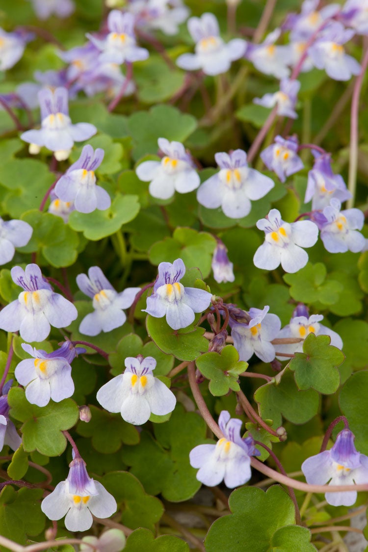 Muurleeuwebek (Cymbalaria muralis) D 11 H 10 cm