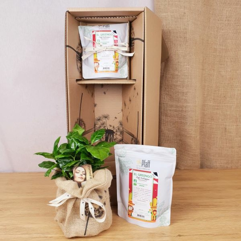 Coffret d'un caféier avec son café bio moulu de 250 g