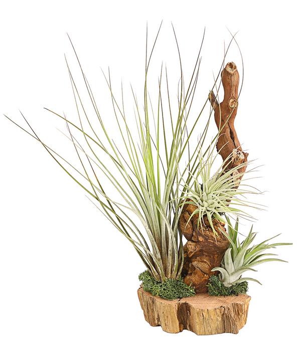 Tillandsien-Arrangement auf Wurzelbaum -