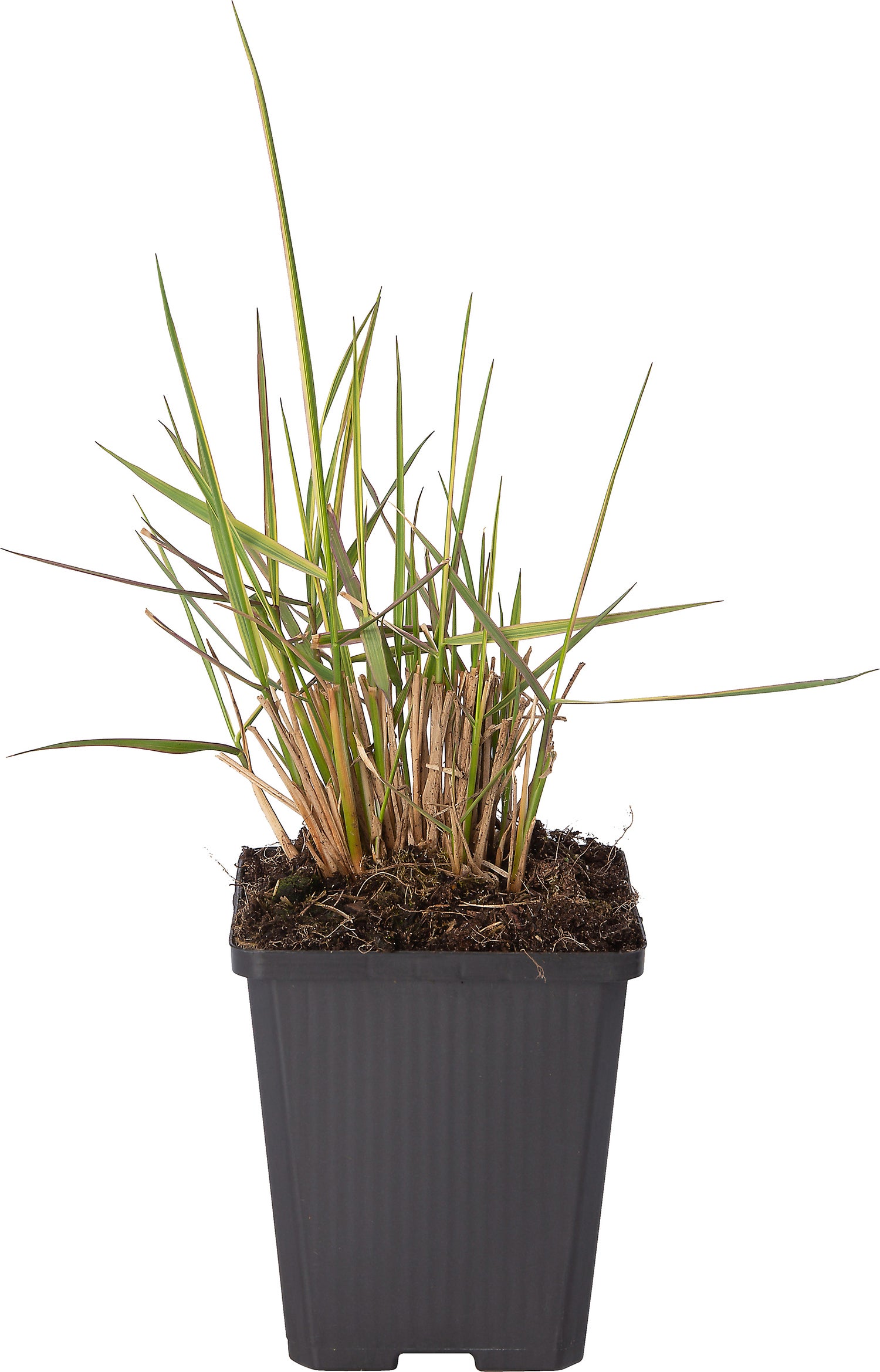 Struisriet (Calamagrostis acutiflora 'Overdam') D 9 H 10 cm