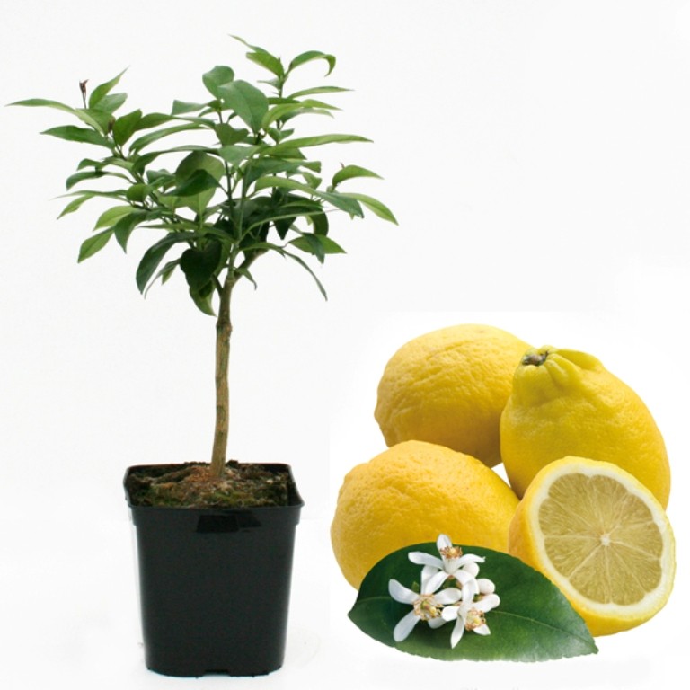 Citronnier des 4 saisons bio 