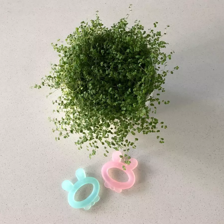 haakaa® Beißring Hasenohr, blau