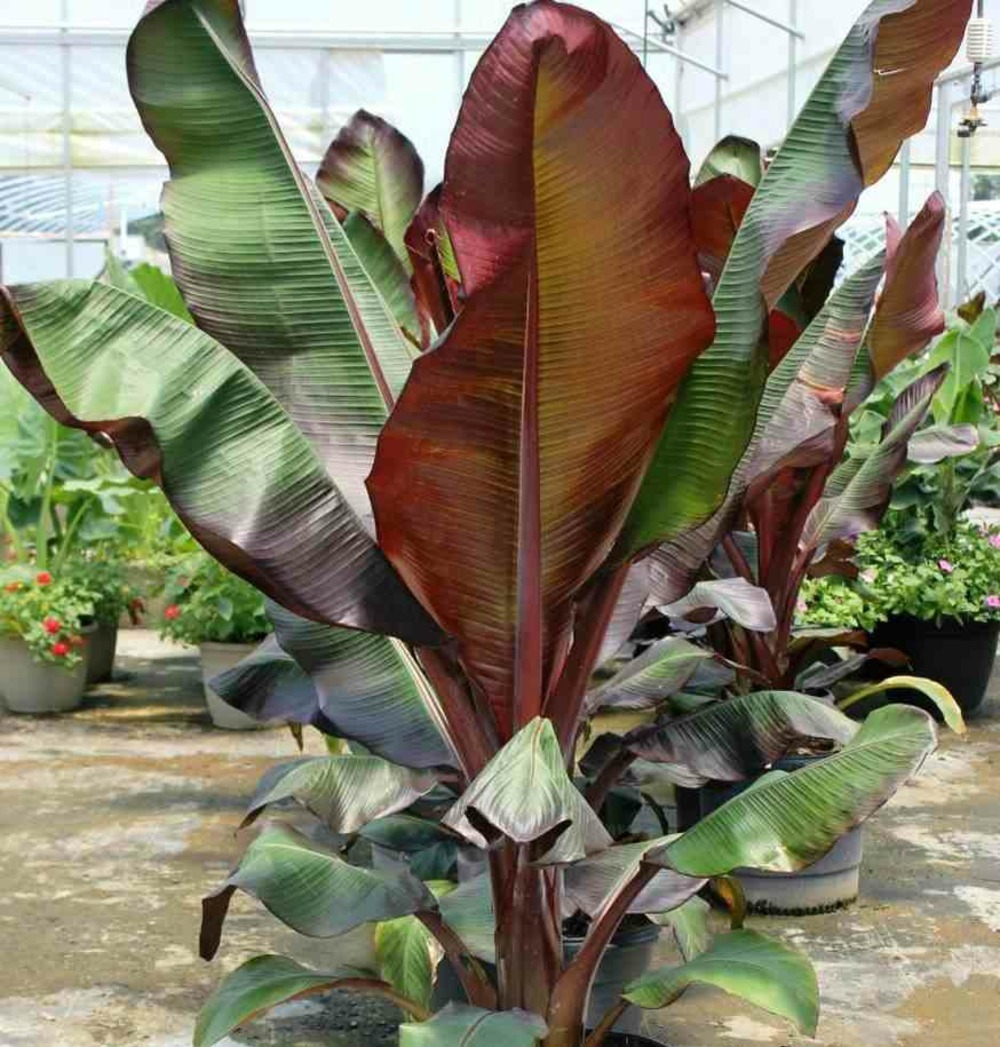 Ensete ventricosum maurelii (bananier rouge d'abyssinie ) taille pot de 7 litres ? 60/80 cm - blanche