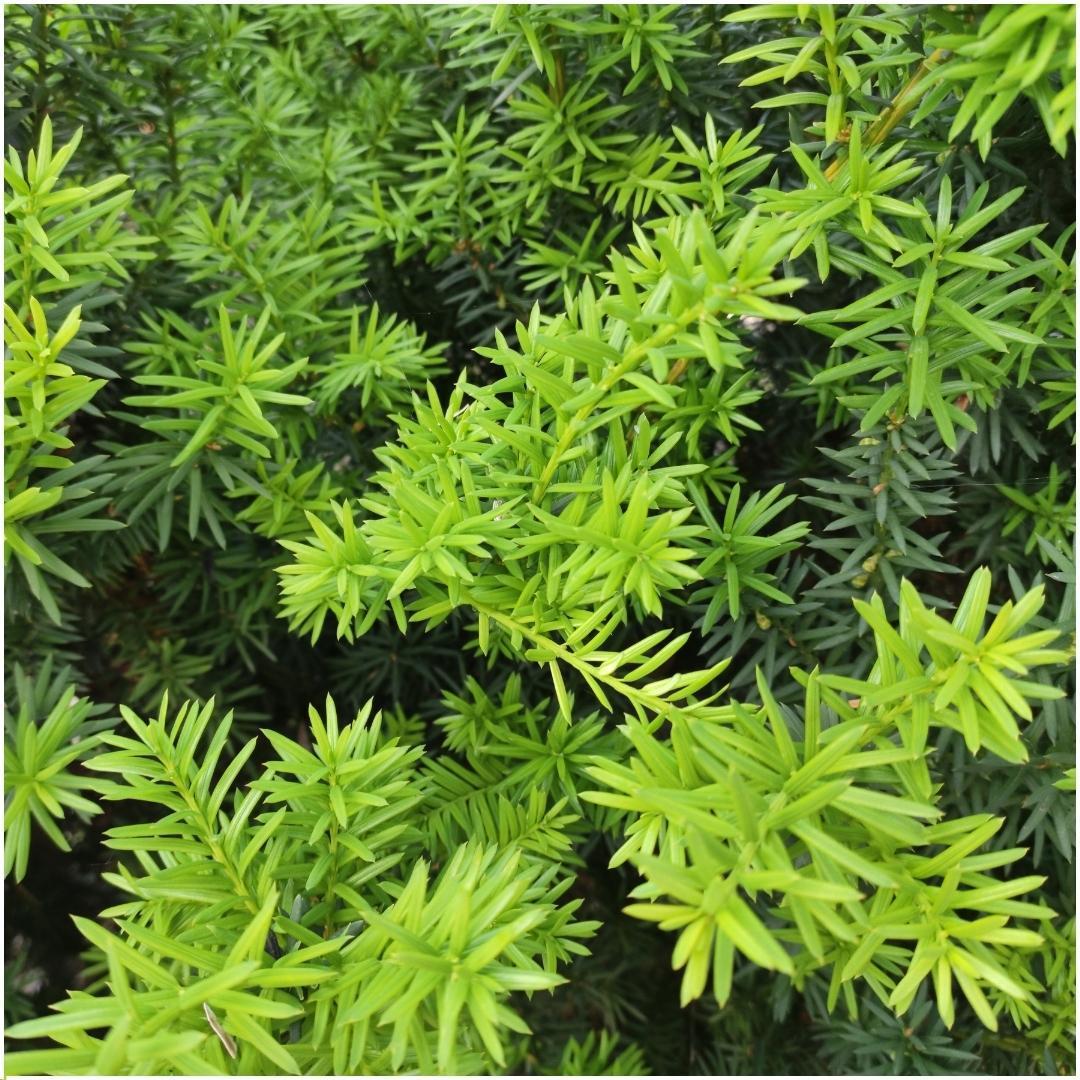 Taxus media farmen - lot de 6