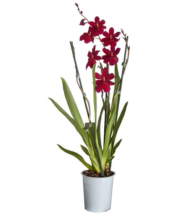 Burrageara-Orchidee - Burrageara cultivars