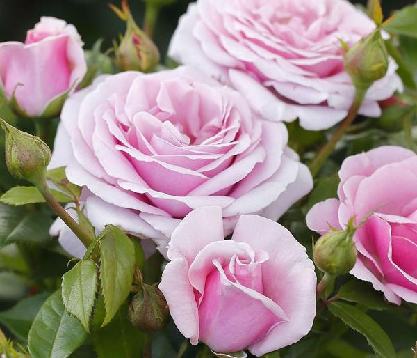 Edelrose 'Pacific Blue®'