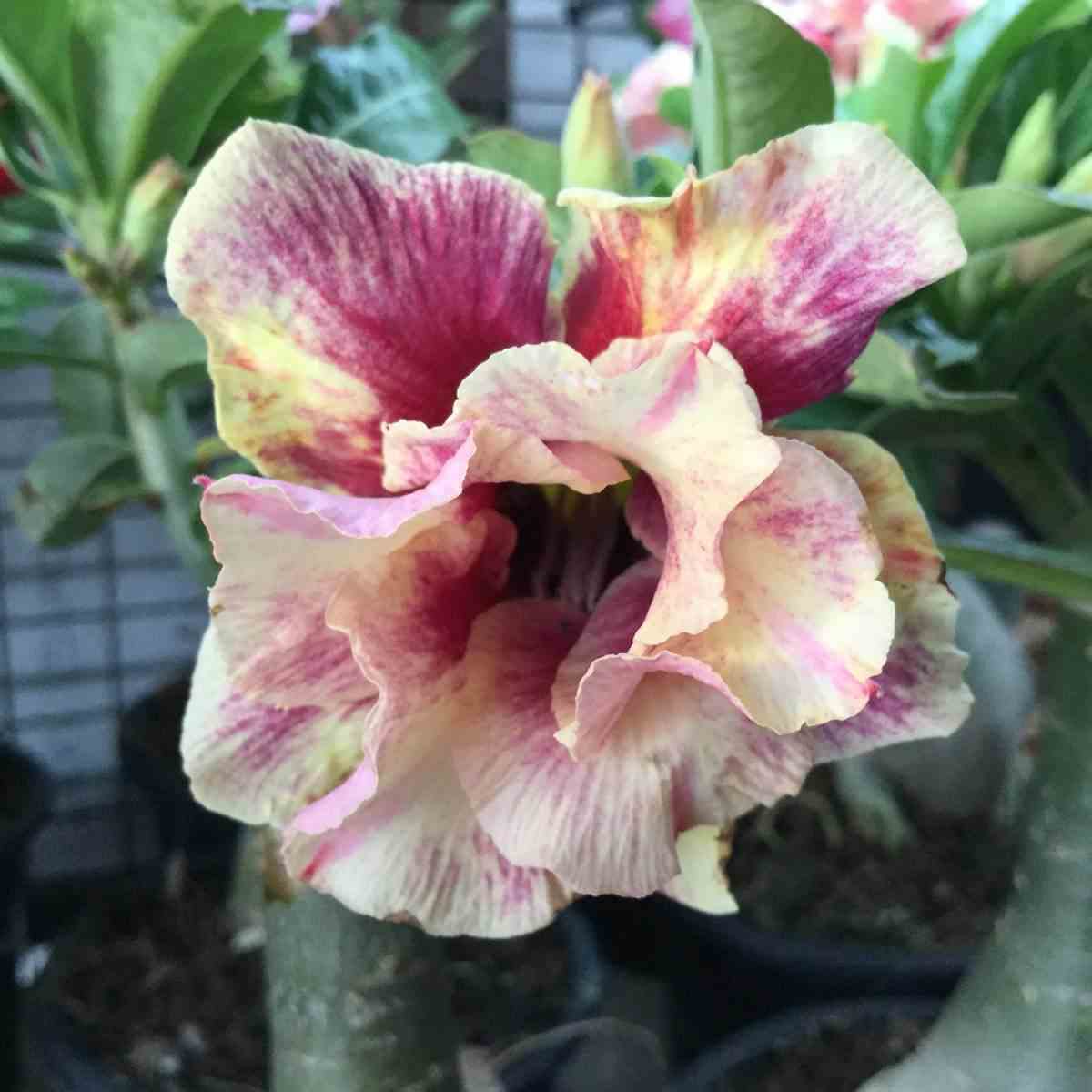 Adenium obesum cv.golden year jaune rose - taille caudex d'environ 2000g 25/30cm très gros caudex