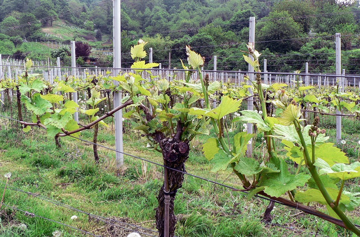 Weinbergwanderung Schriesheim schenken