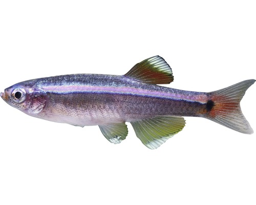 Kardinaalvis - Tanichthys albonubes