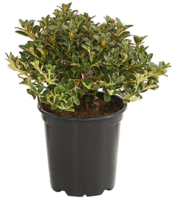 Zwerg-Rhododendron