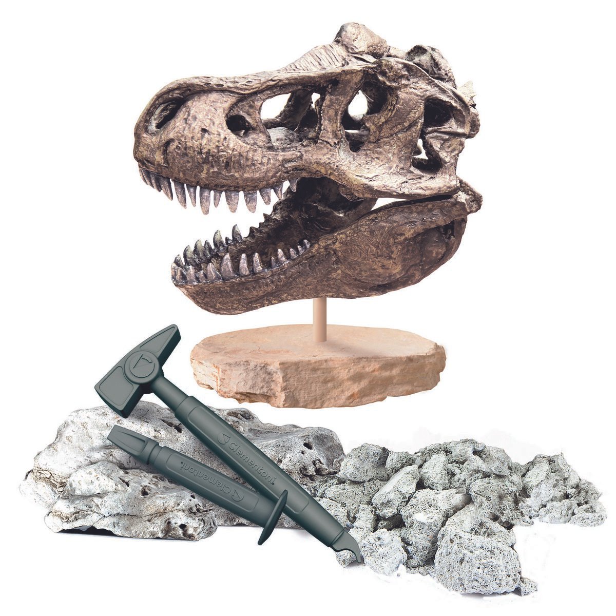Crâne de T-REX - Archéo Ludic