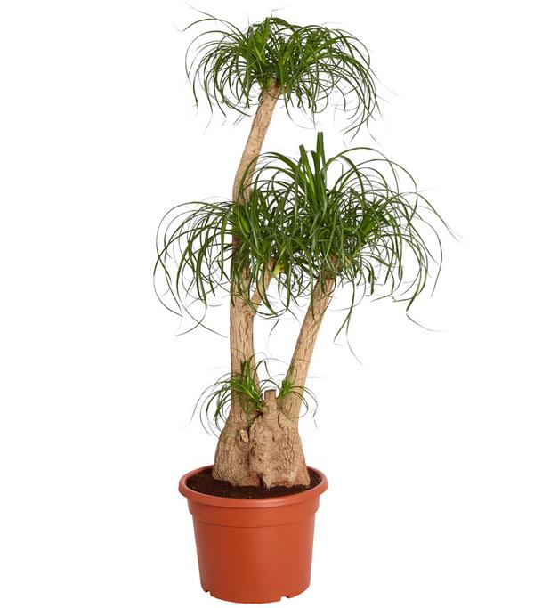 Elefantenfuß - Beaucarnea recurvata,