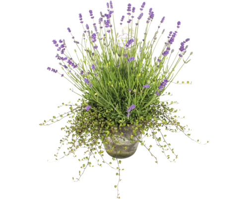 Lavendel met Mühlenbeckia Ø 16 cm terracotta pot 35 Jaar FloraSelf Jubileumeditie