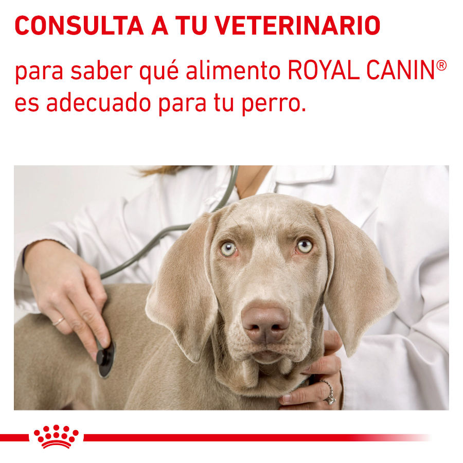 Sachê Royal Canin Expert Adult em molho para cães - Pacote
