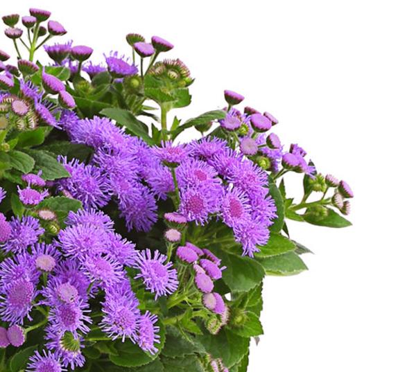 Leberbalsam