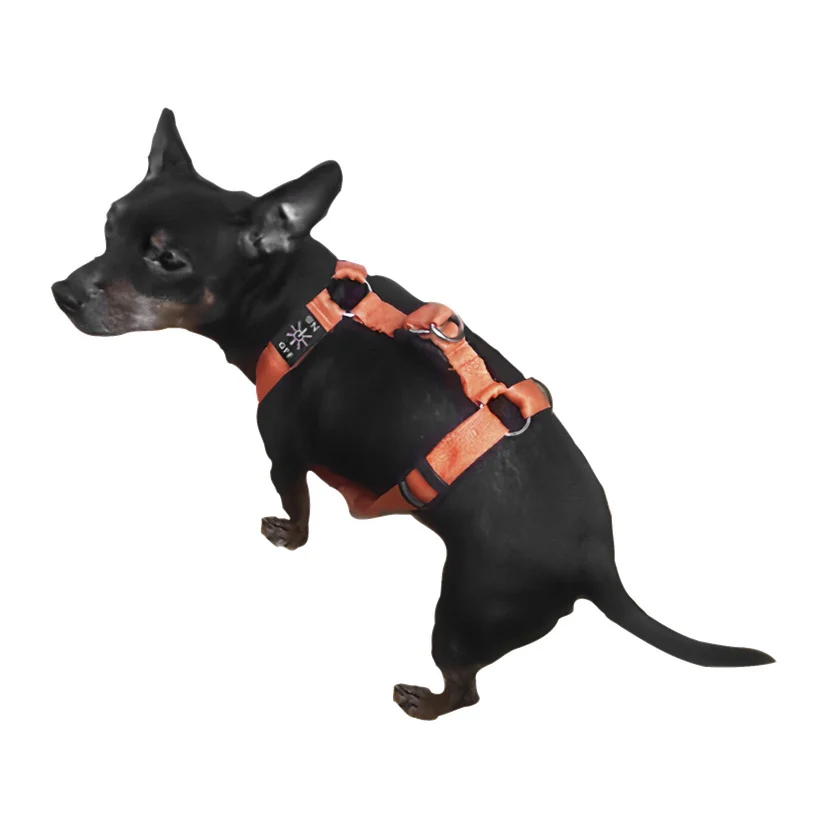 Hundesele LED L