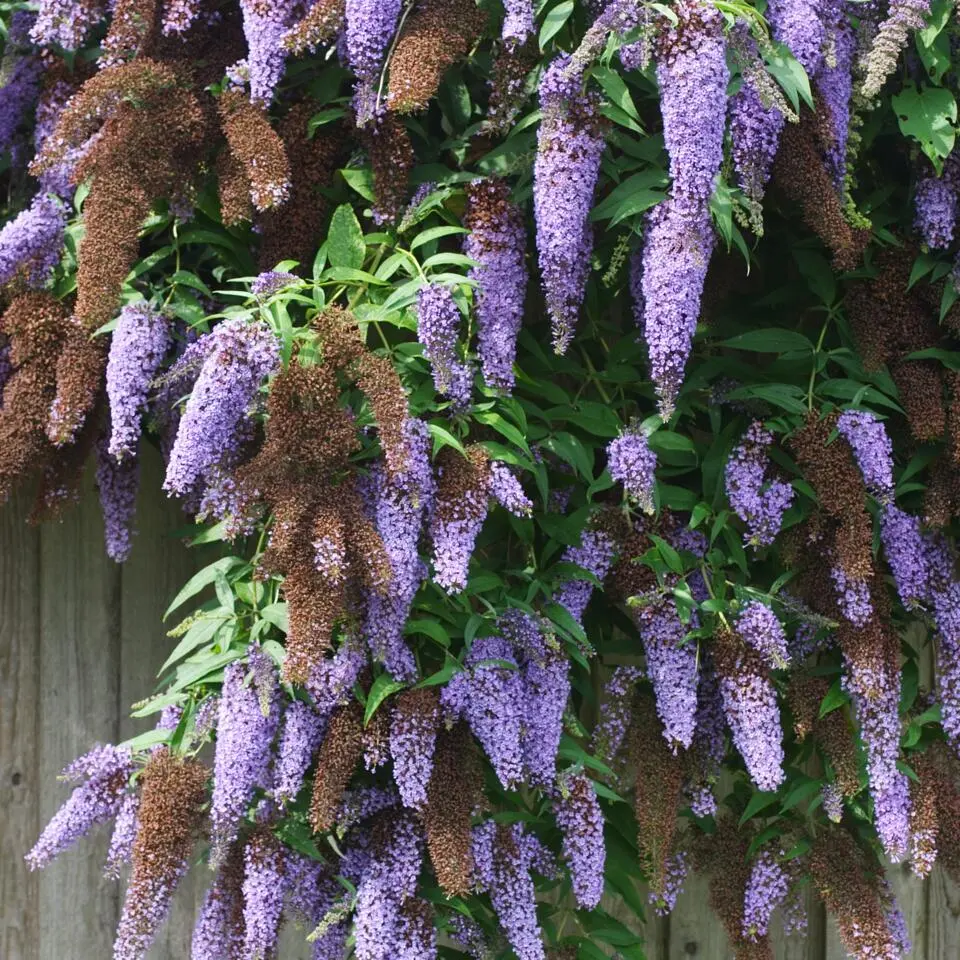 Vlinderstruik - Set van 3 - Buddleja 'Nanho Blue' - Hoogte 25-40cm - ⌀9cm