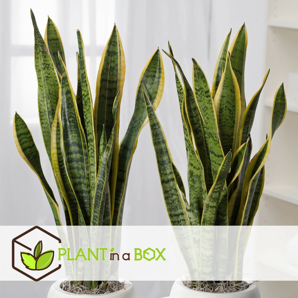 Sansevieria laurentii - plante d'intérieur facile - pot 17cm - hauteur 60-70cm