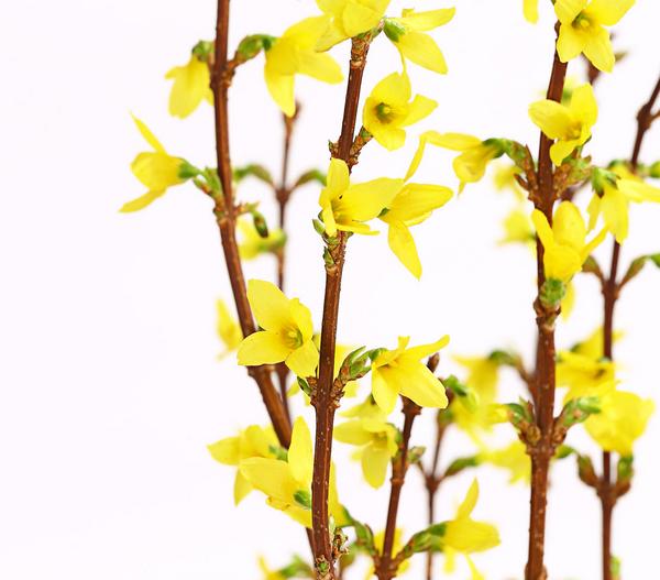 Forsythien-Bund, ca. 80-100 cm