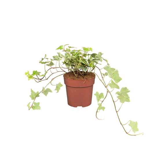 Lierre : pot D.13cm