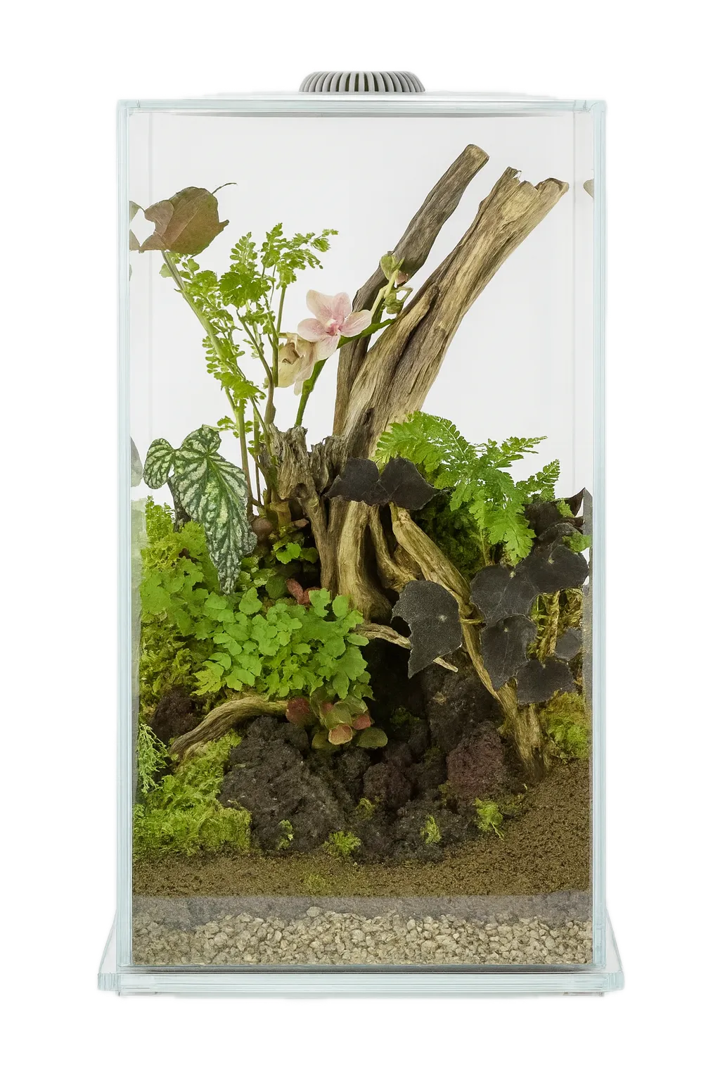 AquastoreXL Wabi Kusa Miniatuurtuin 270 LED Wit