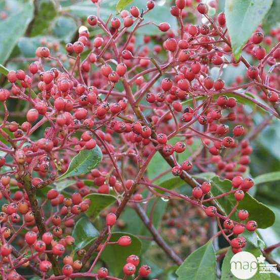 Photinia red Robin H125/150cm- pot 18L