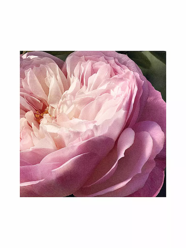 CHLOE Rose Naturelle Eau de Parfum Refillable 100ml keine Farbe