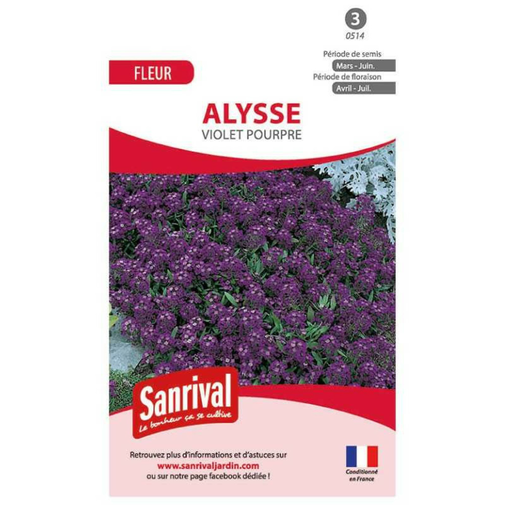 Graines alysse violet pourpre