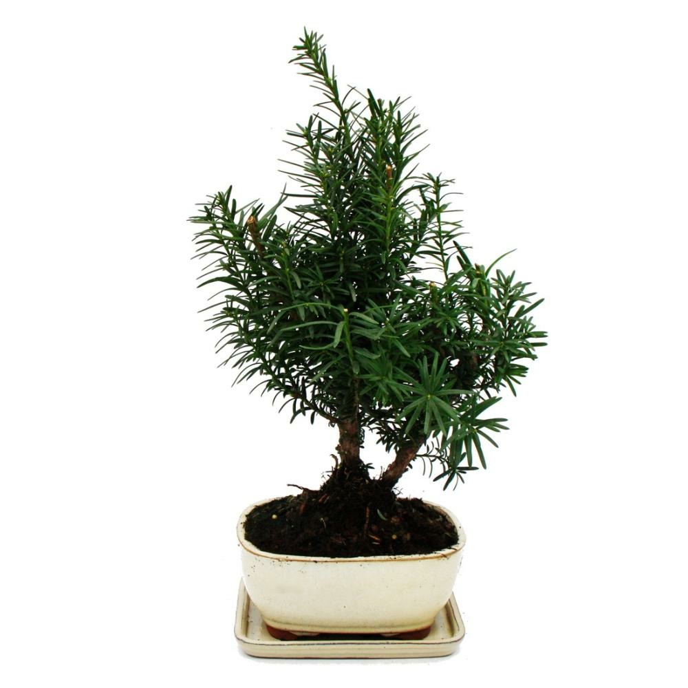 Bonsaï - taxus media - if cupule - environ 9 ans