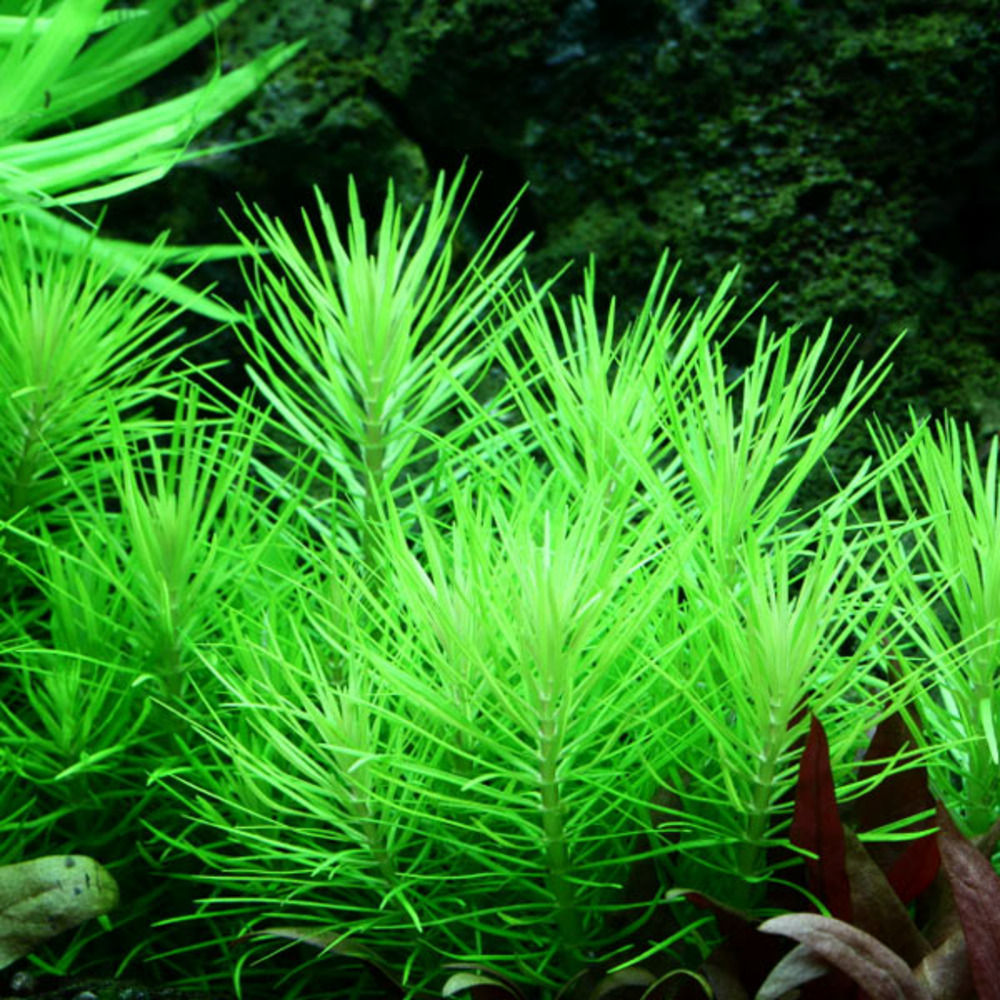Pogostemon erectus (deccanensis) in vitro