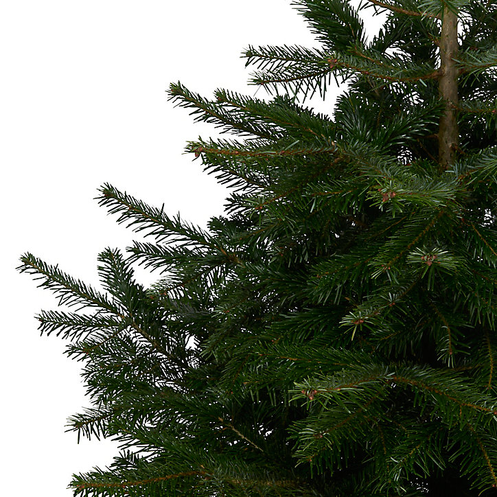 Sapin naturel Nordmann h.150/175 cm